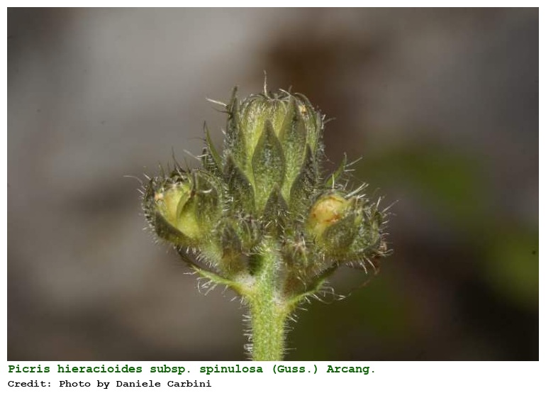 Picris hieracioides subsp. spinulosa (Guss.) Arcang.